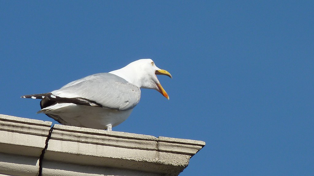 Seagull squawking